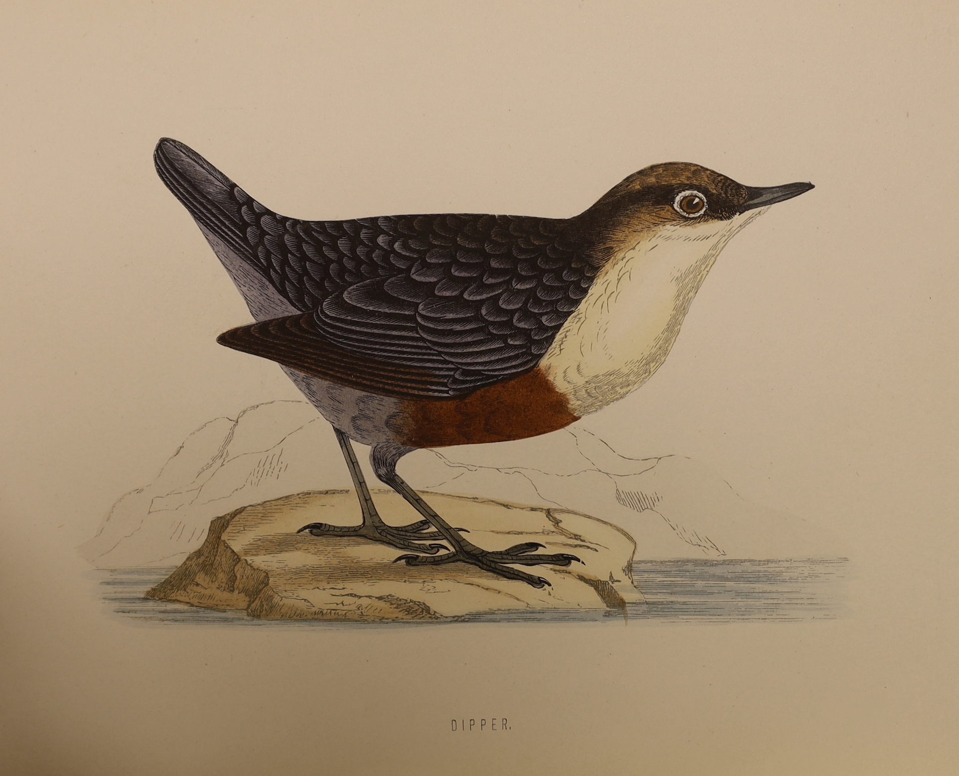 Morris, Rev. Francis Orpen - A History of British Birds, 2nd edition, 6 vols. 365 hand coloured plates, publisher's gilt pictorial cloth, 4to. 1870